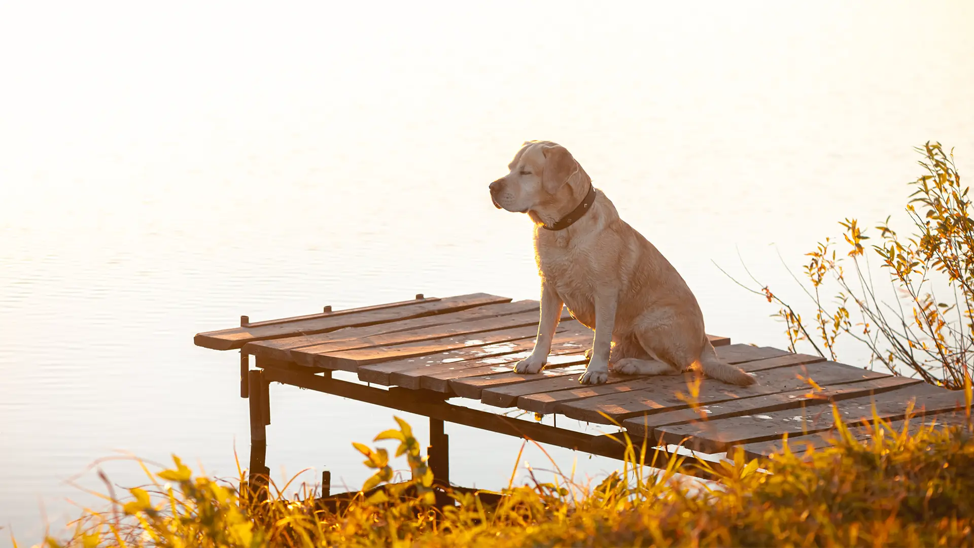 Hundefreundliche Ferien im Schlössli Ipsach