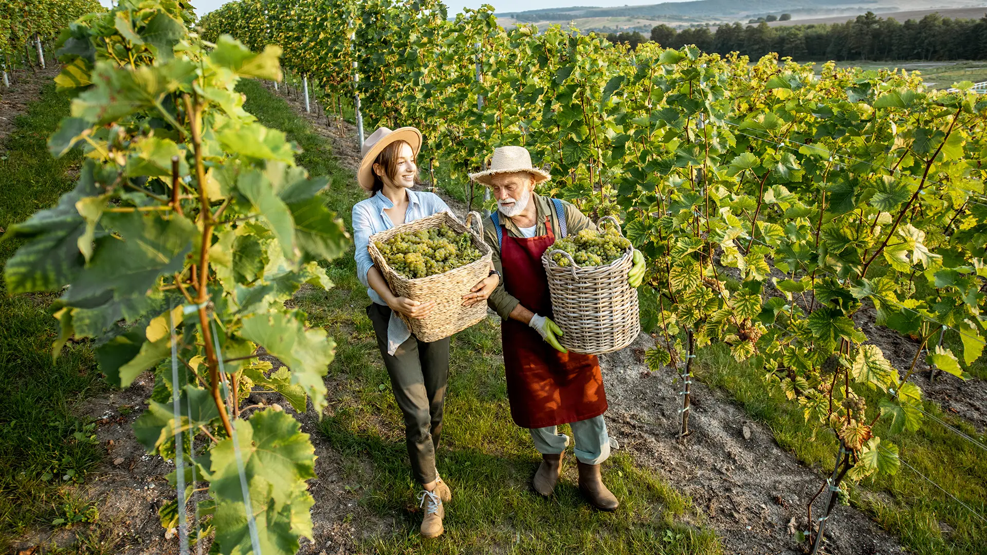 Weinlese in den Reben der Weinregion am Bielersee